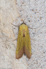 Phytometra orgiae
