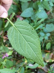 Stachys chamissonis cooleyae