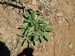 Phacelia leptosepala