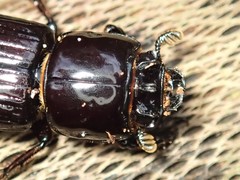 Aulacocyclus edentulus