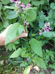 Stachys chamissonis cooleyae