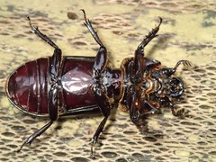 Aulacocyclus edentulus