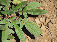 Phacelia leptosepala