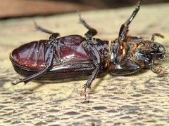 Aulacocyclus edentulus