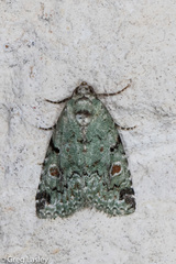 Maliattha concinnimacula