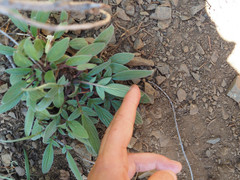 Phacelia leptosepala