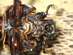 Aulacocyclus edentulus