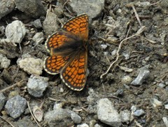 Melitaea varia