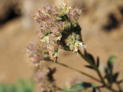 Phacelia leptosepala