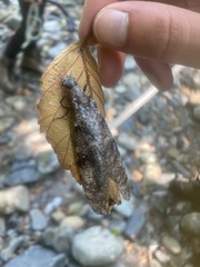 Orohermes crepusculus