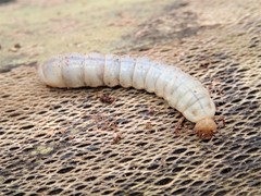 Aulacocyclus edentulus