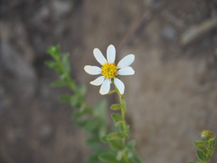 Eucephalus paucicapitatus