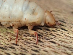 Aulacocyclus edentulus