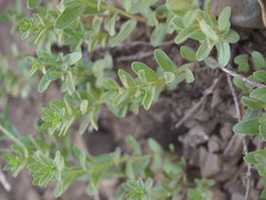 Eucephalus paucicapitatus