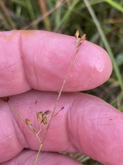 Rhynchospora rariflora