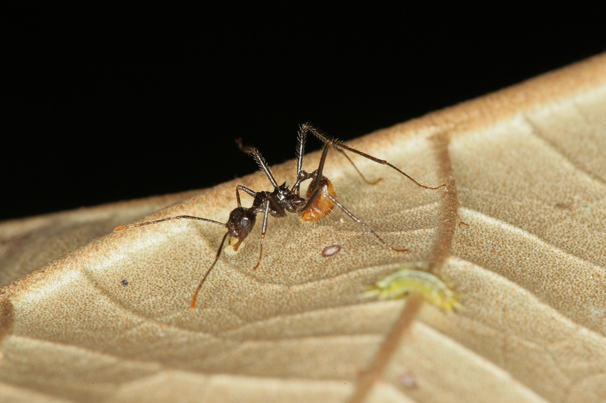 Myrmicaria luteiventris