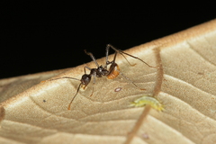 Myrmicaria arachnoides