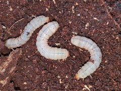 Aulacocyclus edentulus