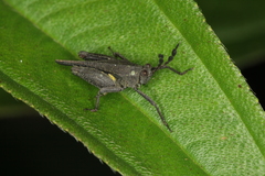 Phaesticus mellerborgi