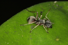 Polyrhachis cephalotes