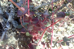 Crassula cordata