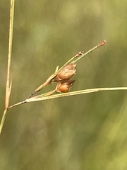 Rhynchospora rariflora