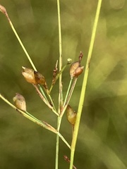 Rhynchospora rariflora