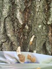 Lymantria dispar dispar