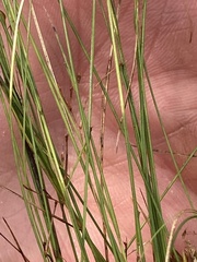 Rhynchospora rariflora