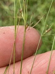 Rhynchospora rariflora