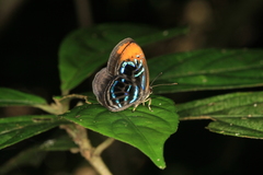 Laxita teneta