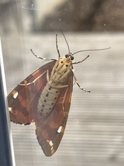 Euplagia quadripunctaria