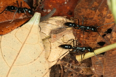 Leptogenys chalybaea