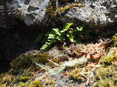 Polypodium amorphum