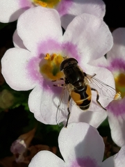 Eristalis arbustorum