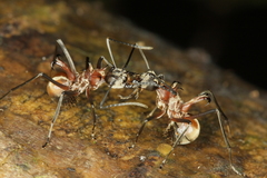 Polyrhachis olybria