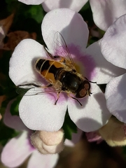 Eristalis arbustorum
