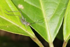 Nisitrus