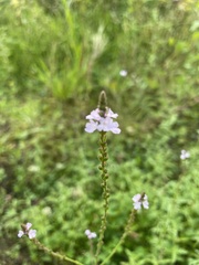 Verbena officinalis