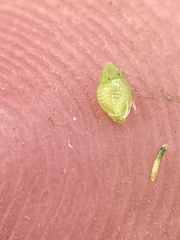 Rhynchospora rariflora