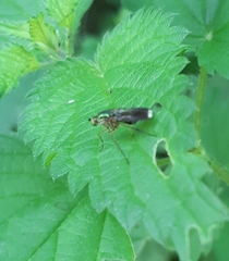 Poecilobothrus nobilitatus