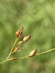 Rhynchospora rariflora