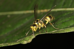 Ropalidia flavopicta