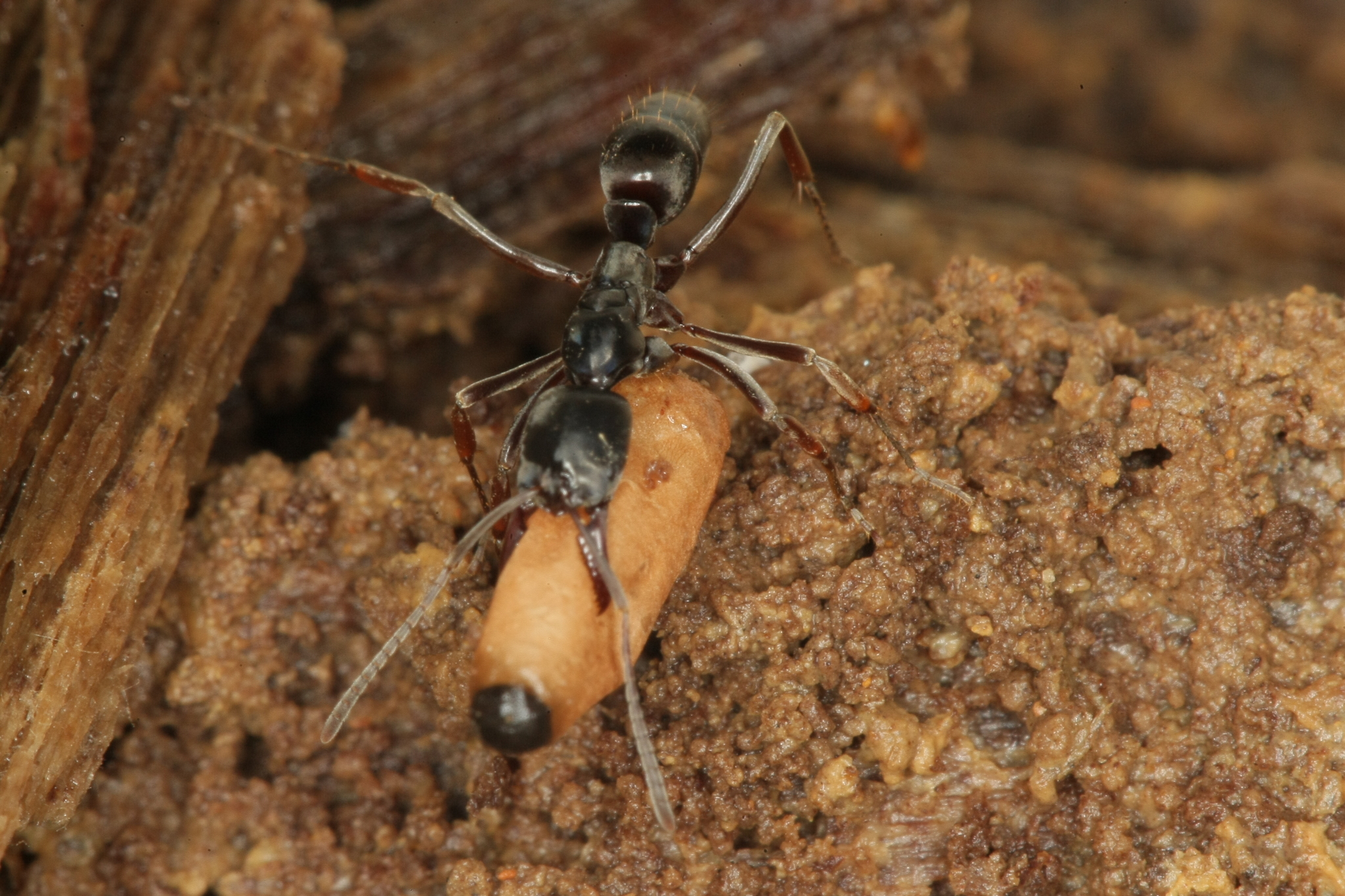 Mesoponera