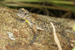 Draco punctatus