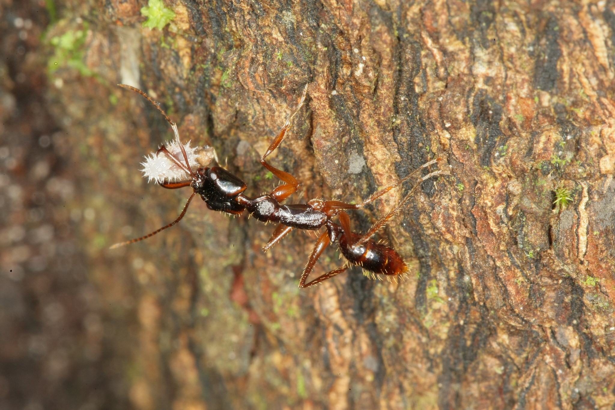 Anochetus agilis