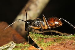 Dinomyrmex gigas borneensis