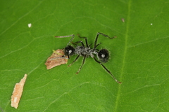 Polyrhachis furcata