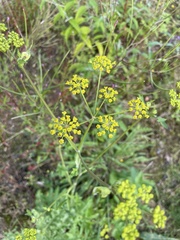 Pastinaca sativa