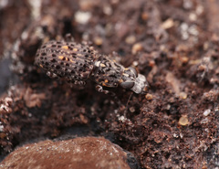 Nessiara flavosignata